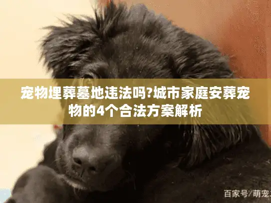 宠物埋葬墓地违法吗?城市家庭安葬宠物的4个合法方案解析