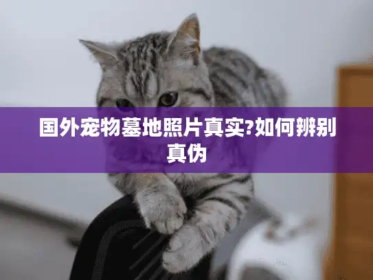 国外宠物墓地照片真实?如何辨别真伪