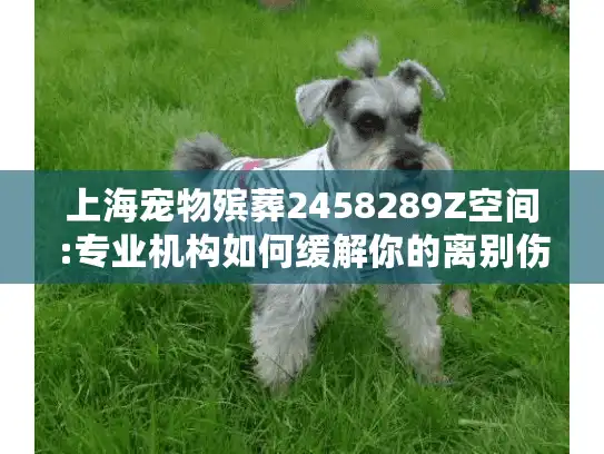 上海宠物殡葬2458289Z空间:专业机构如何缓解你的离别伤痛?