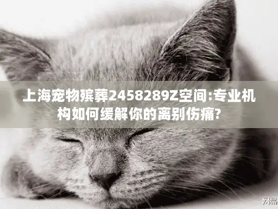 上海宠物殡葬2458289Z空间:专业机构如何缓解你的离别伤痛?