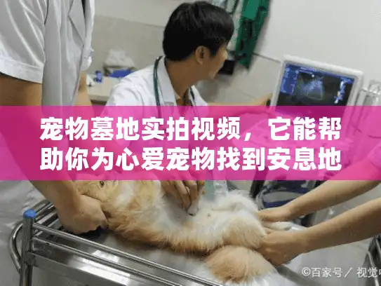 宠物墓地实拍视频，它能帮助你为心爱宠物找到安息地吗？