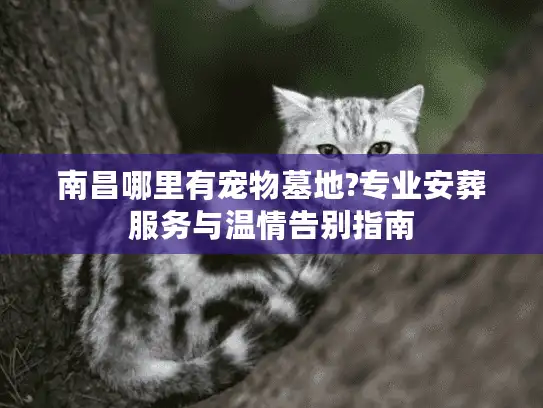 南昌哪里有宠物墓地?专业安葬服务与温情告别指南