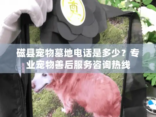 磁县宠物墓地电话是多少？专业宠物善后服务咨询热线