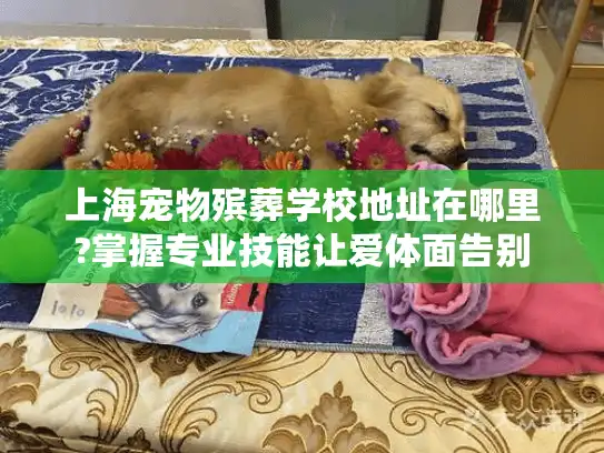 上海宠物殡葬学校地址在哪里?掌握专业技能让爱体面告别