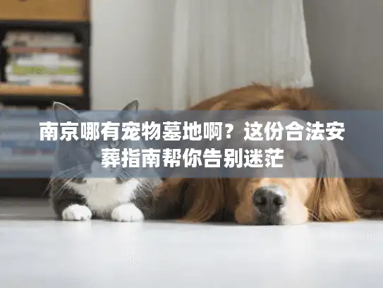 南京哪有宠物墓地啊？这份合法安葬指南帮你告别迷茫