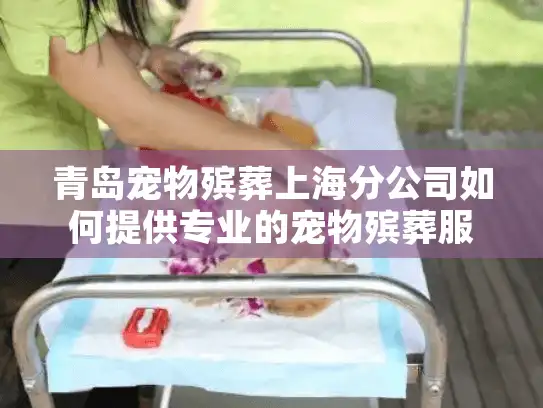 青岛宠物殡葬上海分公司如何提供专业的宠物殡葬服务上海解决方案？