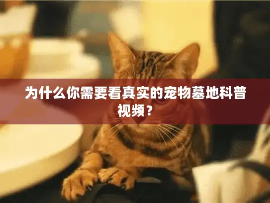 为什么你需要看真实的宠物墓地科普视频？