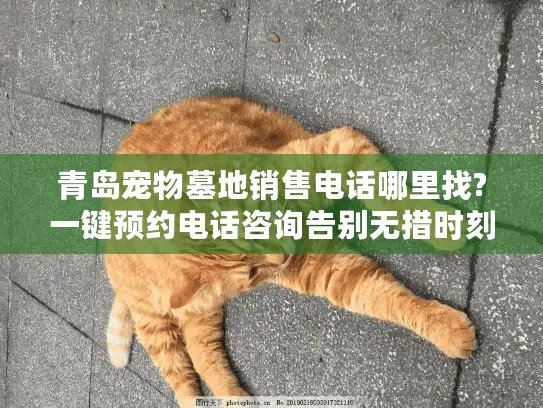 青岛宠物墓地销售电话哪里找?一键预约电话咨询告别无措时刻