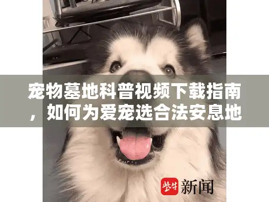 宠物墓地科普视频下载指南，如何为爱宠选合法安息地