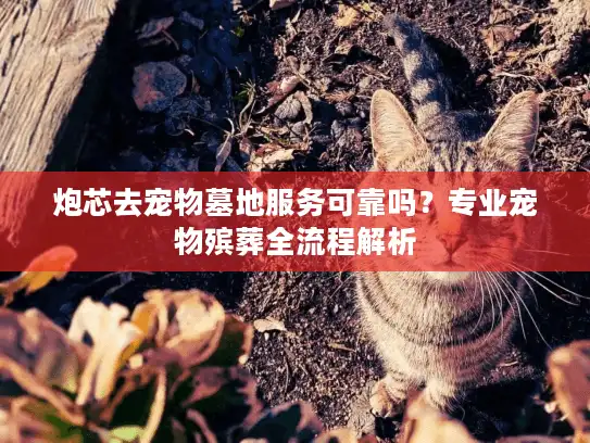 炮芯去宠物墓地服务可靠吗？专业宠物殡葬全流程解析