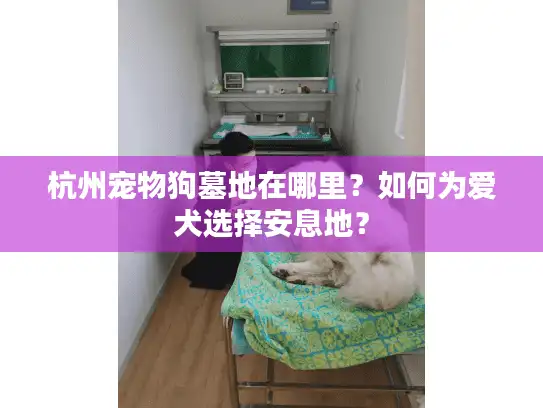 杭州宠物狗墓地在哪里？如何为爱犬选择安息地？