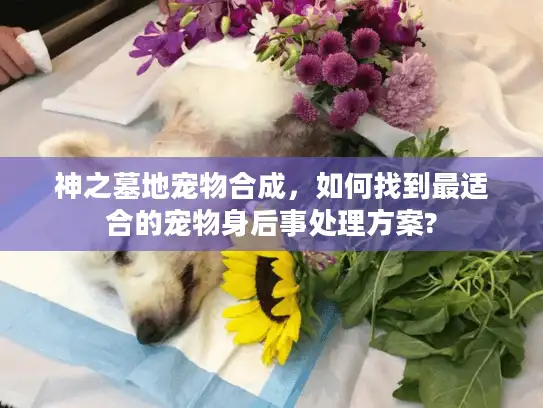 神之墓地宠物合成，如何找到最适合的宠物身后事处理方案?