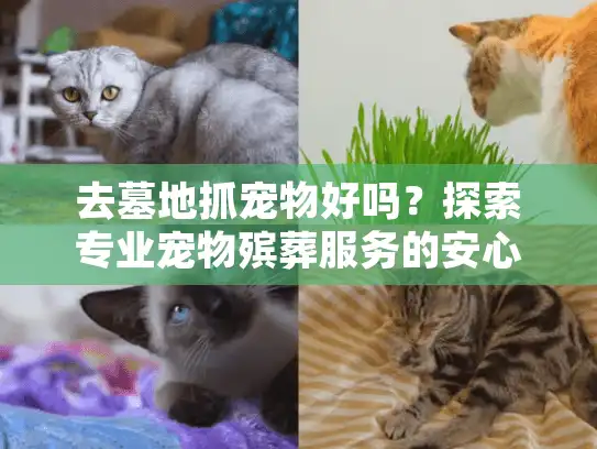 去墓地抓宠物好吗？探索专业宠物殡葬服务的安心选择