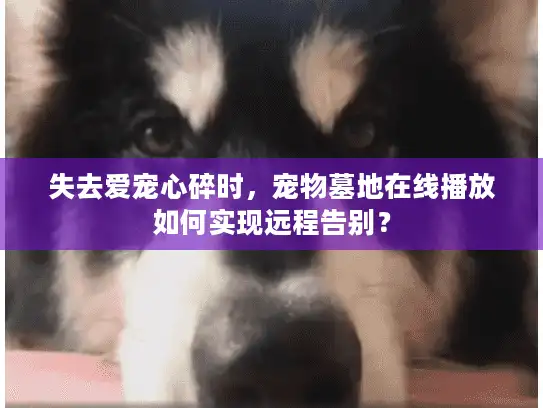 失去爱宠心碎时，宠物墓地在线播放如何实现远程告别？
