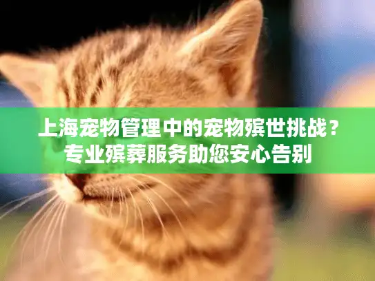 上海宠物管理中的宠物殡世挑战？专业殡葬服务助您安心告别