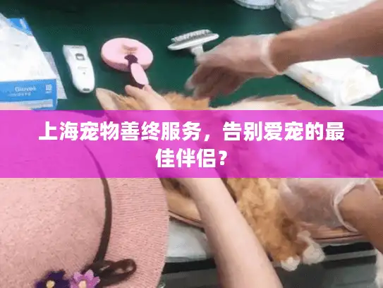 上海宠物善终服务，告别爱宠的最佳伴侣？