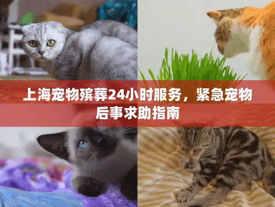 上海宠物殡葬24小时服务，紧急宠物后事求助指南