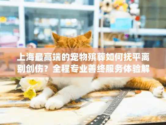 上海最高端的宠物殡葬如何抚平离别创伤？全程专业善终服务体验解读
