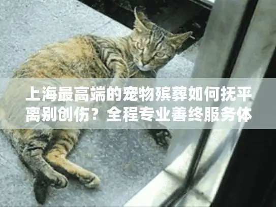 上海最高端的宠物殡葬如何抚平离别创伤？全程专业善终服务体验解读