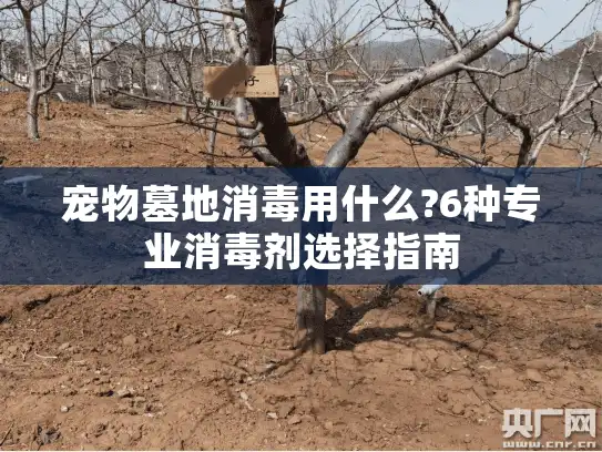 宠物墓地消毒用什么?6种专业消毒剂选择指南