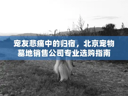 宠友悲痛中的归宿，北京宠物墓地销售公司专业选购指南