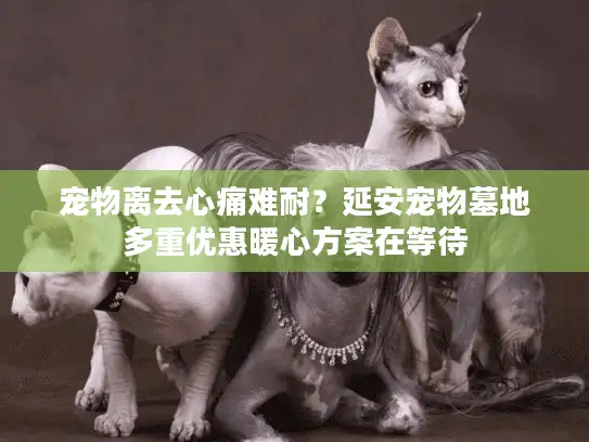 宠物离去心痛难耐？延安宠物墓地多重优惠暖心方案在等待
