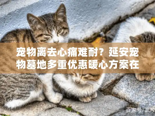 宠物离去心痛难耐？延安宠物墓地多重优惠暖心方案在等待