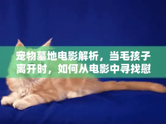 宠物墓地电影解析，当毛孩子离开时，如何从电影中寻找慰藉与答案？