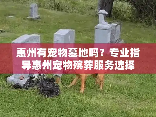 惠州有宠物墓地吗？专业指导惠州宠物殡葬服务选择