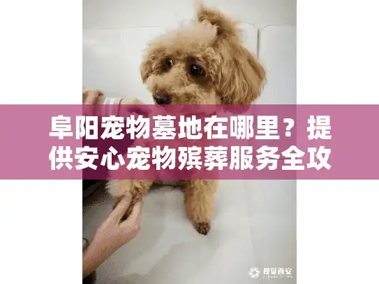 阜阳宠物墓地在哪里？提供安心宠物殡葬服务全攻略