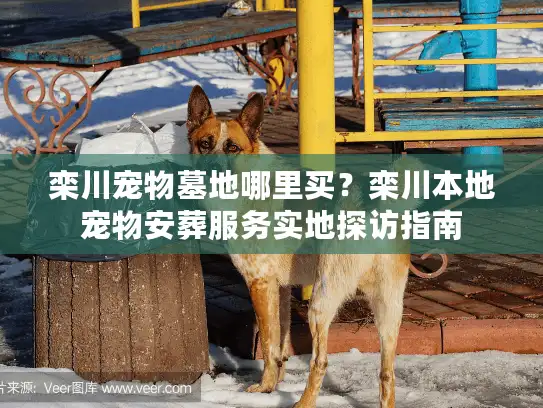 栾川宠物墓地哪里买？栾川本地宠物安葬服务实地探访指南
