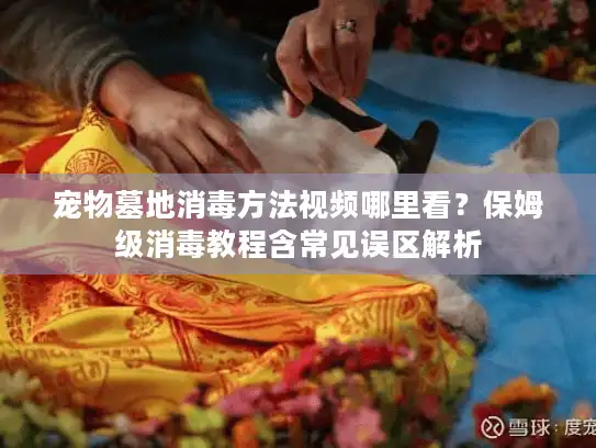宠物墓地消毒方法视频哪里看？保姆级消毒教程含常见误区解析