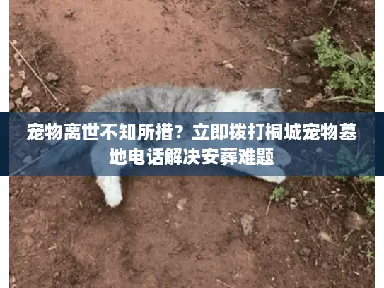 宠物离世不知所措？立即拨打桐城宠物墓地电话解决安葬难题