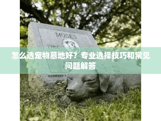 怎么选宠物墓地好？专业选择技巧和常见问题解答