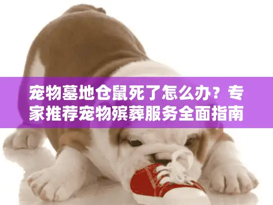 宠物墓地仓鼠死了怎么办？专家推荐宠物殡葬服务全面指南
