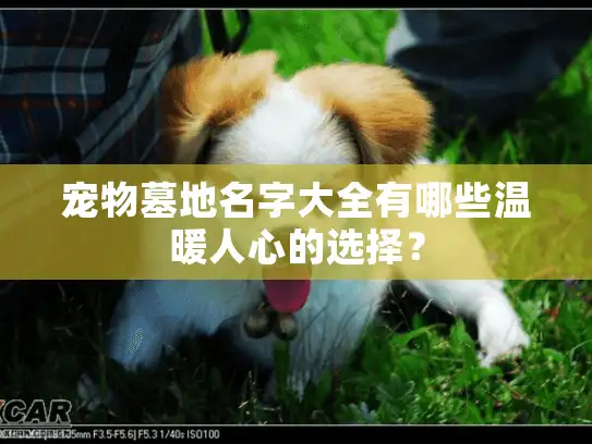 宠物墓地名字大全有哪些温暖人心的选择？