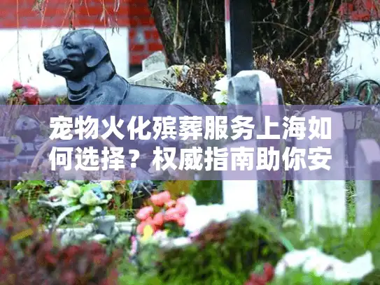 宠物火化殡葬服务上海如何选择？权威指南助你安心告别