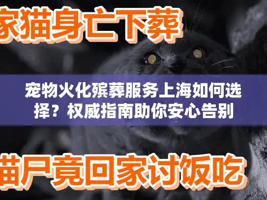 宠物火化殡葬服务上海如何选择？权威指南助你安心告别