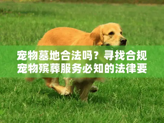 宠物墓地合法吗？寻找合规宠物殡葬服务必知的法律要点