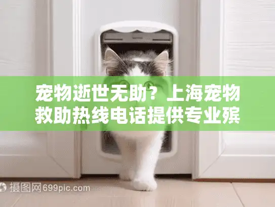 宠物逝世无助？上海宠物救助热线电话提供专业殡葬指导