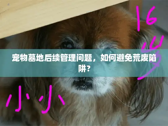 宠物墓地后续管理问题，如何避免荒废陷阱？