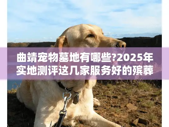 曲靖宠物墓地有哪些?2025年实地测评这几家服务好的殡葬机构