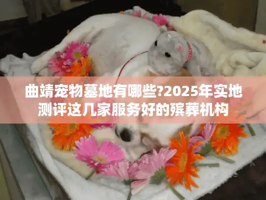 曲靖宠物墓地有哪些?2025年实地测评这几家服务好的殡葬机构