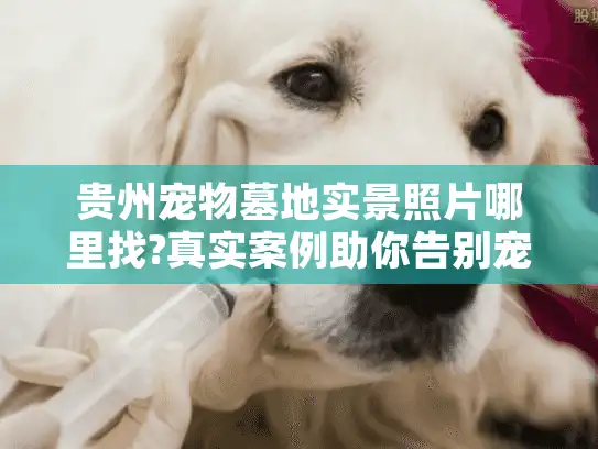 贵州宠物墓地实景照片哪里找?真实案例助你告别宠物殡葬选址焦虑