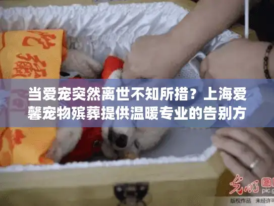 当爱宠突然离世不知所措？上海爱馨宠物殡葬提供温暖专业的告别方案