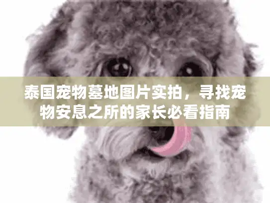 泰国宠物墓地图片实拍，寻找宠物安息之所的家长必看指南