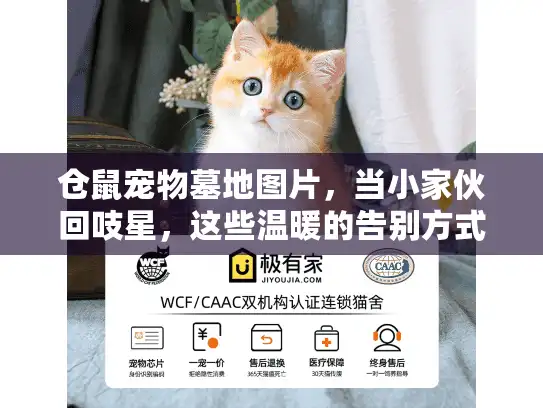 仓鼠宠物墓地图片，当小家伙回吱星，这些温暖的告别方式治愈了我