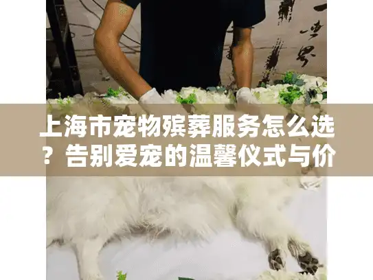 上海市宠物殡葬服务怎么选？告别爱宠的温馨仪式与价格解析