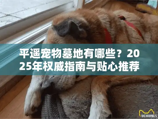 平遥宠物墓地有哪些？2025年权威指南与贴心推荐