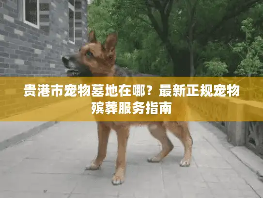 贵港市宠物墓地在哪？最新正规宠物殡葬服务指南
